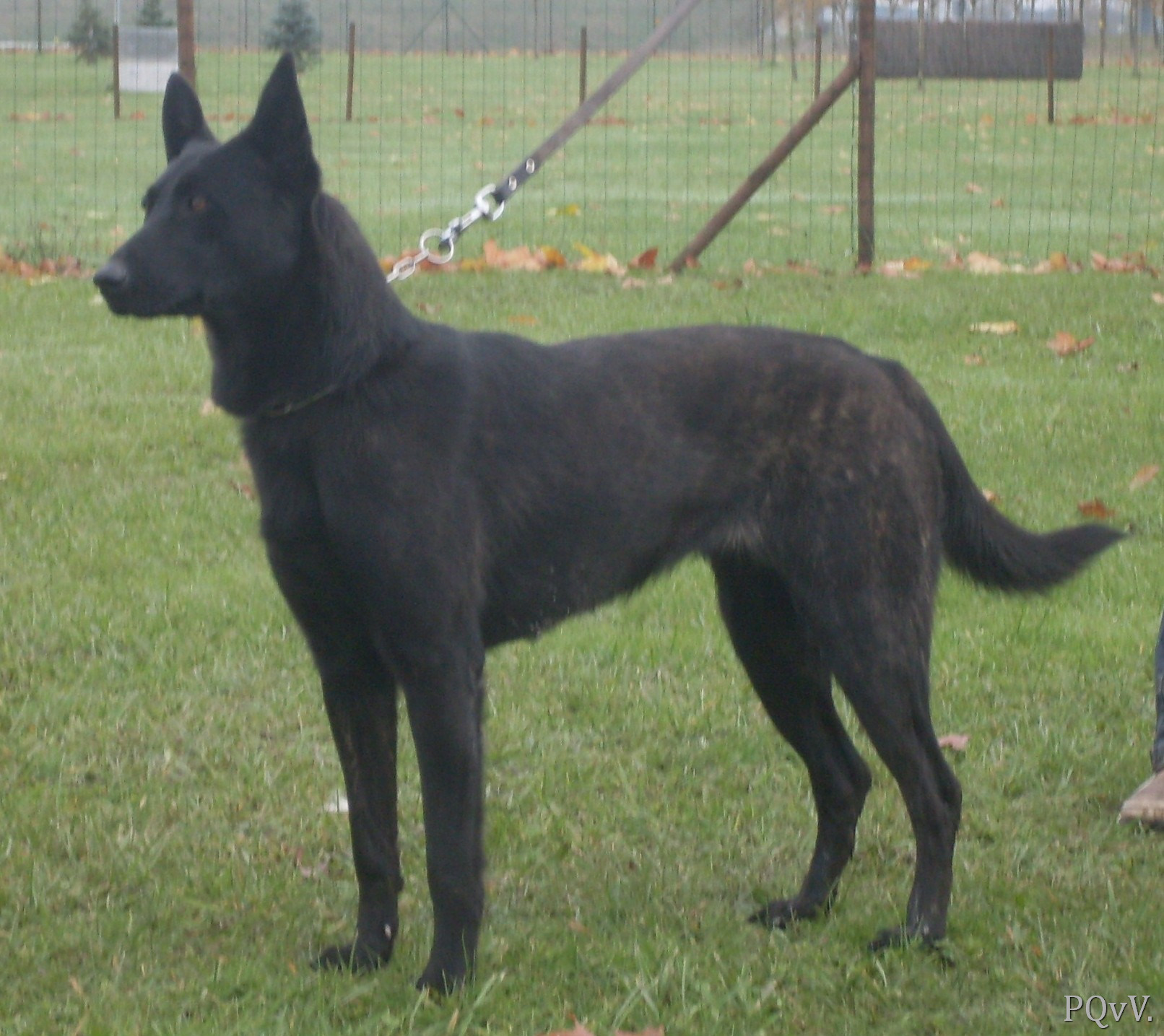 Dinka du Domaine de Cora de Ramatuelle 